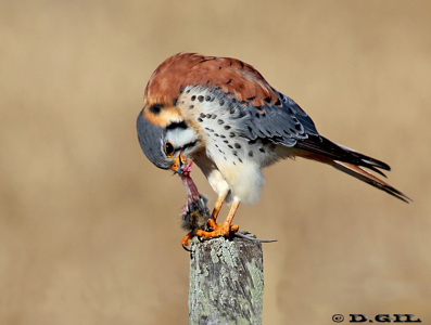 HALCONCITO COMÚN (Falco sparverius) - (Macho) Campo en Villa Celina-COLONIA (Julio 2012)